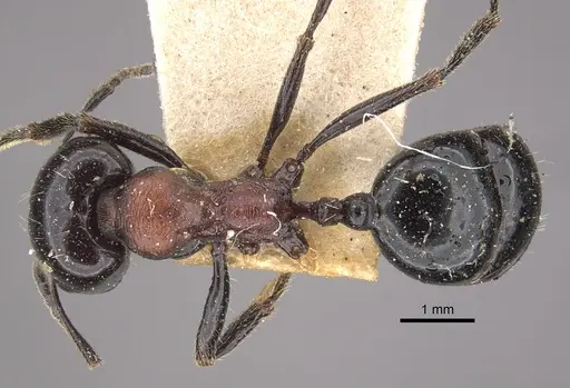 Messor medioruber - CASENT0917758