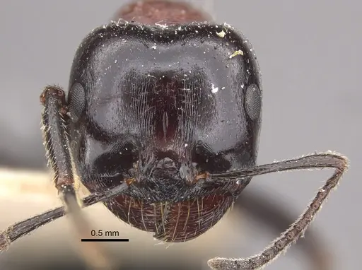 Messor medioruber - CASENT0917758