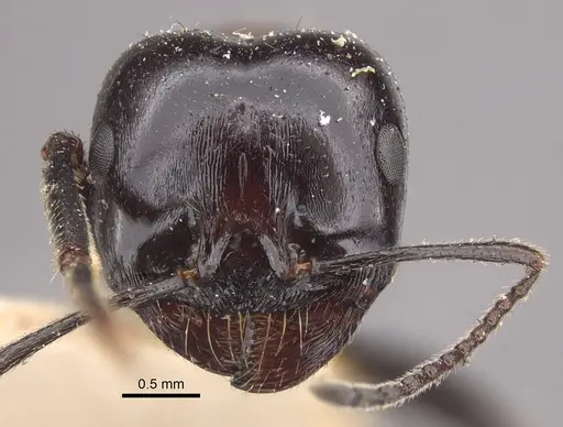 Messor medioruber - CASENT0917758