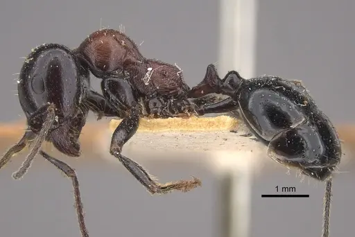 Messor medioruber - CASENT0917758