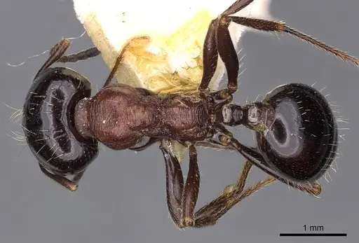Messor mediosanguineus specimen