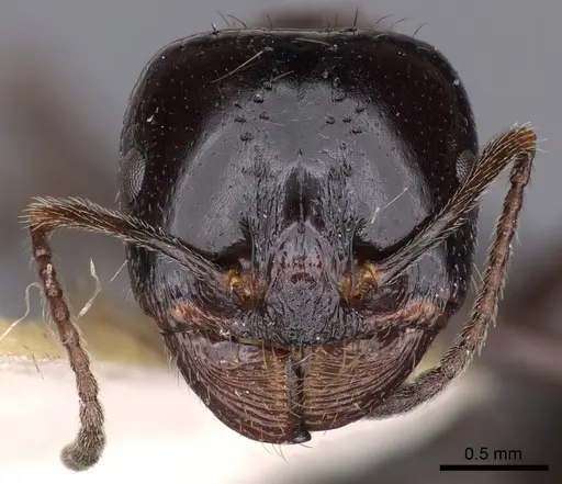 Messor mediosanguineus specimen