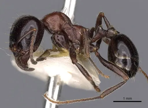 Messor mediosanguineus specimen