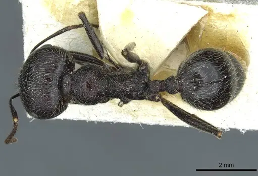 Messor melancholicus specimen