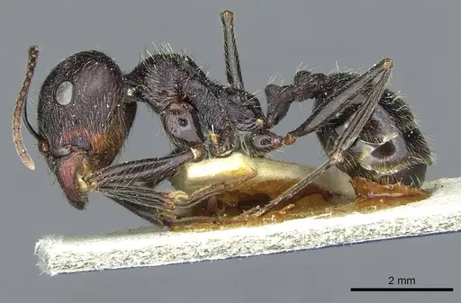 Messor melancholicus specimen