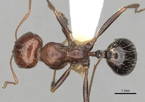 Messor minor specimen