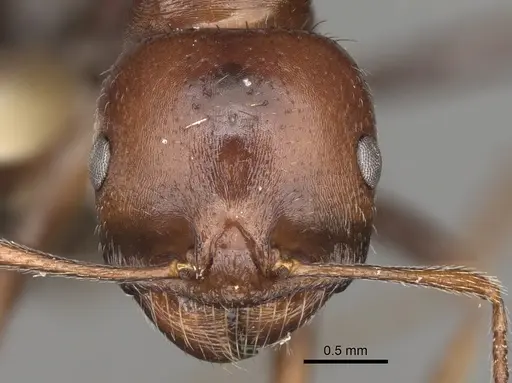 Messor minor specimen