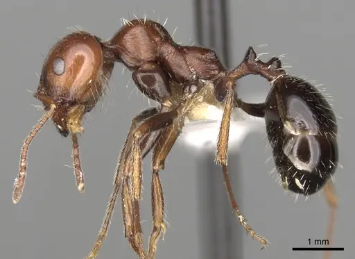 Messor minor specimen