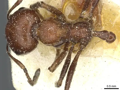 Messor minor - CASENT0913199