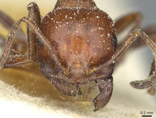 Messor minor - CASENT0913199