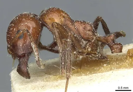 Messor minor - CASENT0913199