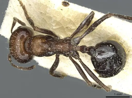 Messor minor - CASENT0913200