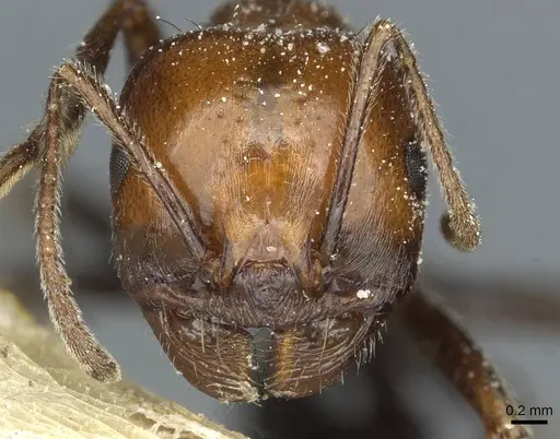 Messor minor - CASENT0913200