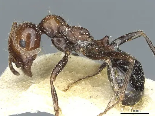 Messor minor - CASENT0913200