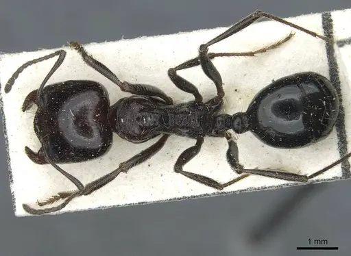 Messor minor - CASENT0913201