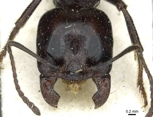 Messor minor - CASENT0913201