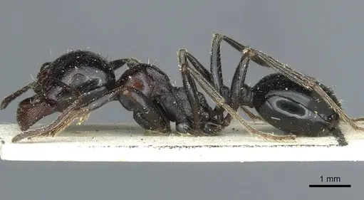 Messor minor - CASENT0913201