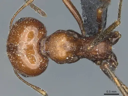 Messor minor - CASENT0913202