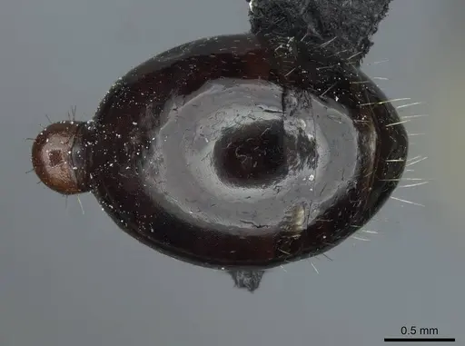 Messor minor - CASENT0913202