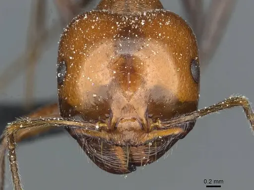 Messor minor - CASENT0913202