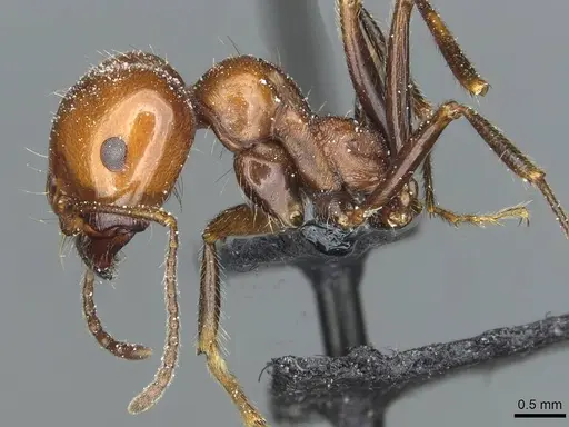 Messor minor - CASENT0913202