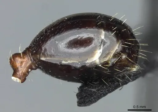 Messor minor - CASENT0913202