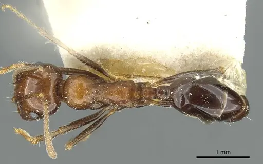 Messor minor - CASENT0913203