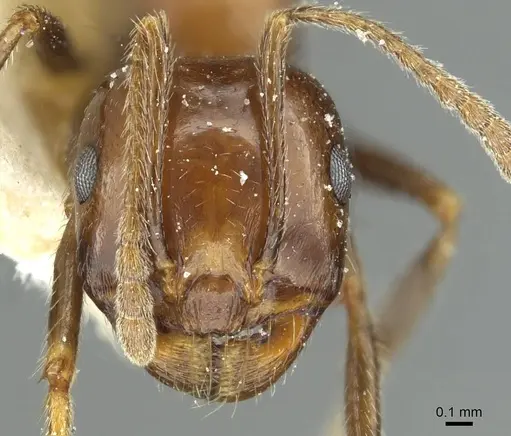 Messor minor - CASENT0913203