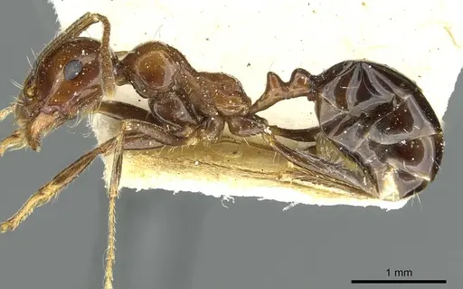 Messor minor - CASENT0913203