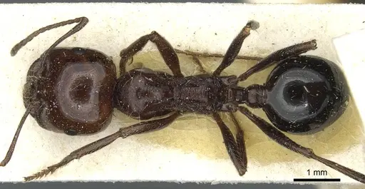 Messor minor - CASENT0913204