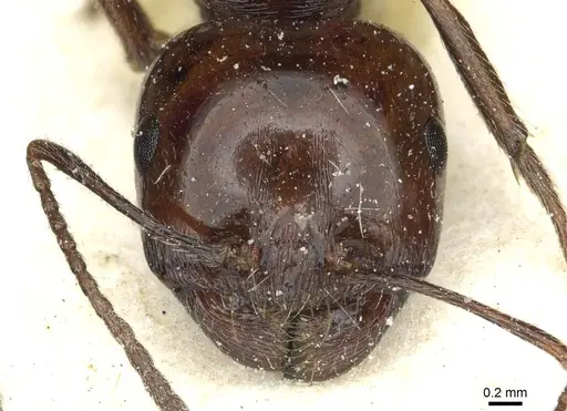 Messor minor - CASENT0913204