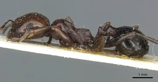 Messor minor - CASENT0913204