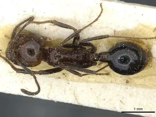 Messor minor - CASENT0913205