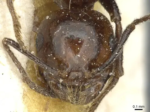 Messor minor - CASENT0913205