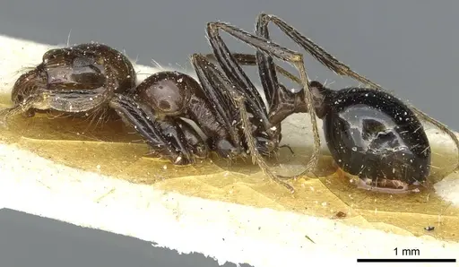 Messor minor - CASENT0913205