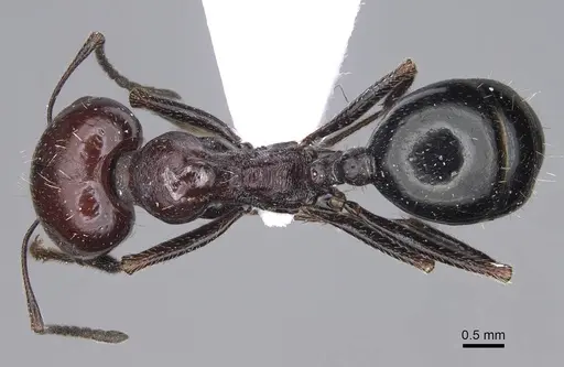 Messor minor - CASENT0914240