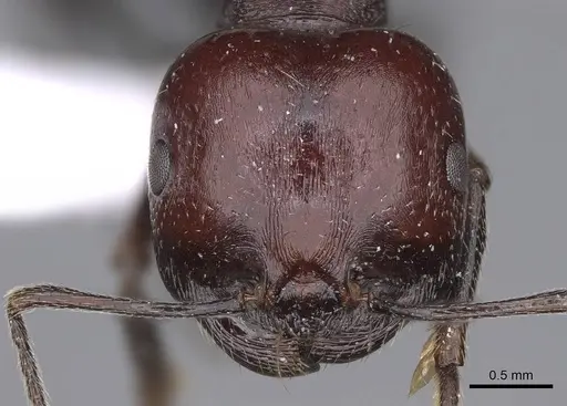 Messor minor - CASENT0914240