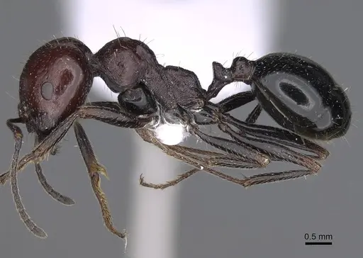 Messor minor - CASENT0914240