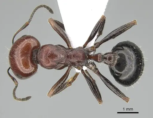 Messor minor - CASENT0914812