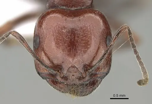 Messor minor - CASENT0914812