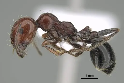 Messor minor - CASENT0914812