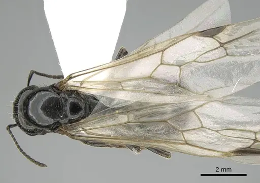 Messor minor - CASENT0914814