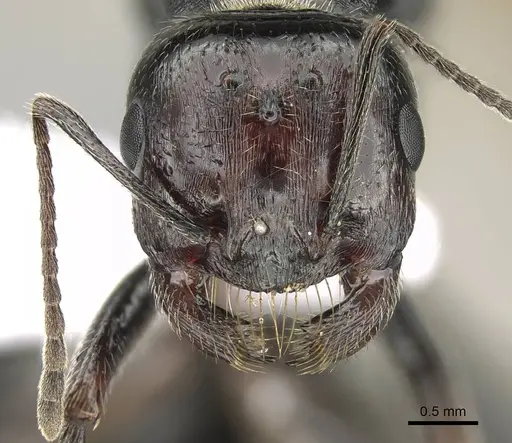 Messor minor - CASENT0914814