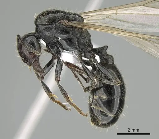 Messor minor - CASENT0914814