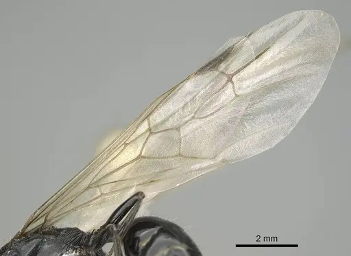 Messor minor - CASENT0914814