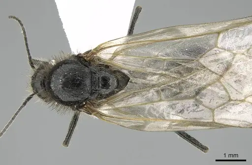 Messor minor - CASENT0914815