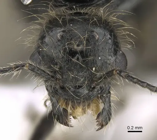 Messor minor - CASENT0914815