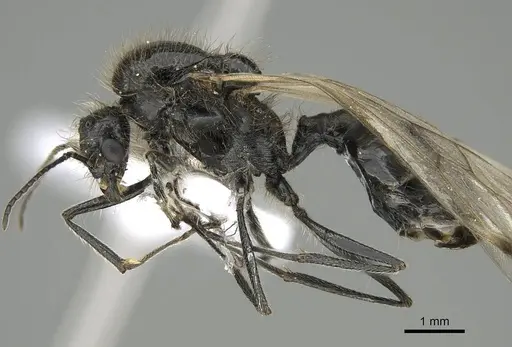 Messor minor - CASENT0914815