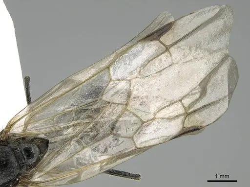 Messor minor - CASENT0914815