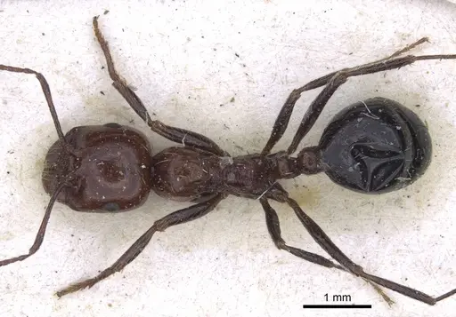 Messor minor - CASENT0916927